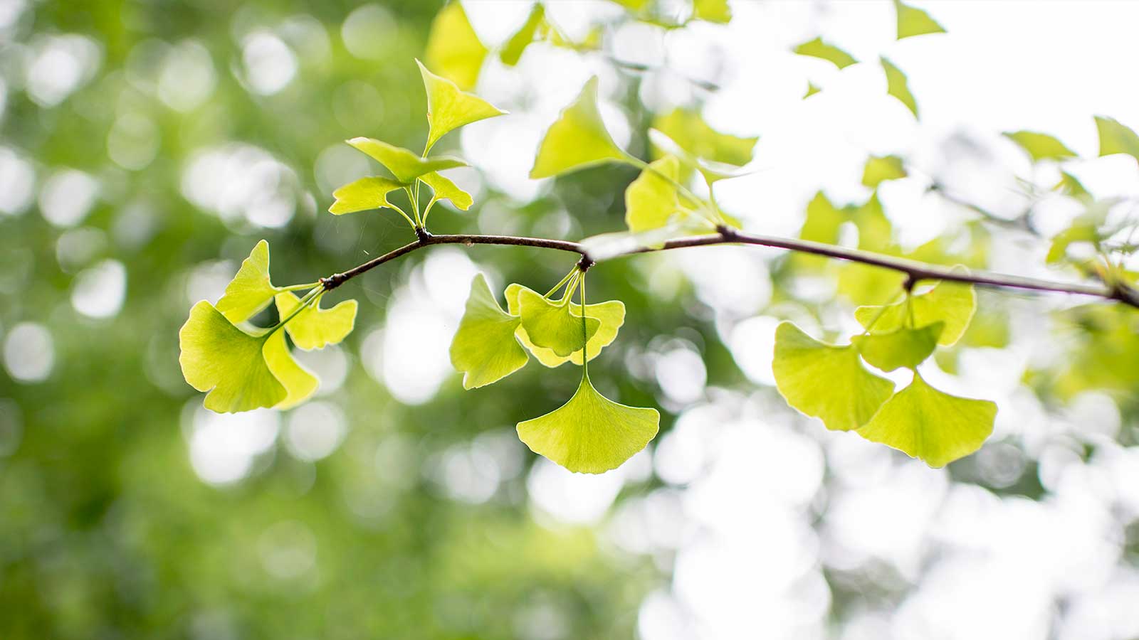 Ginkgo tree leaves in the sunlight, with recommendations for specific planting locations.