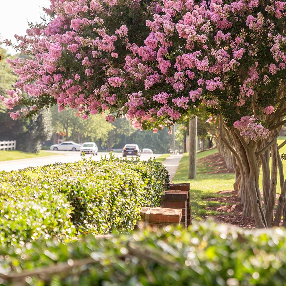Crepe myrtle tree, healthy and flowering