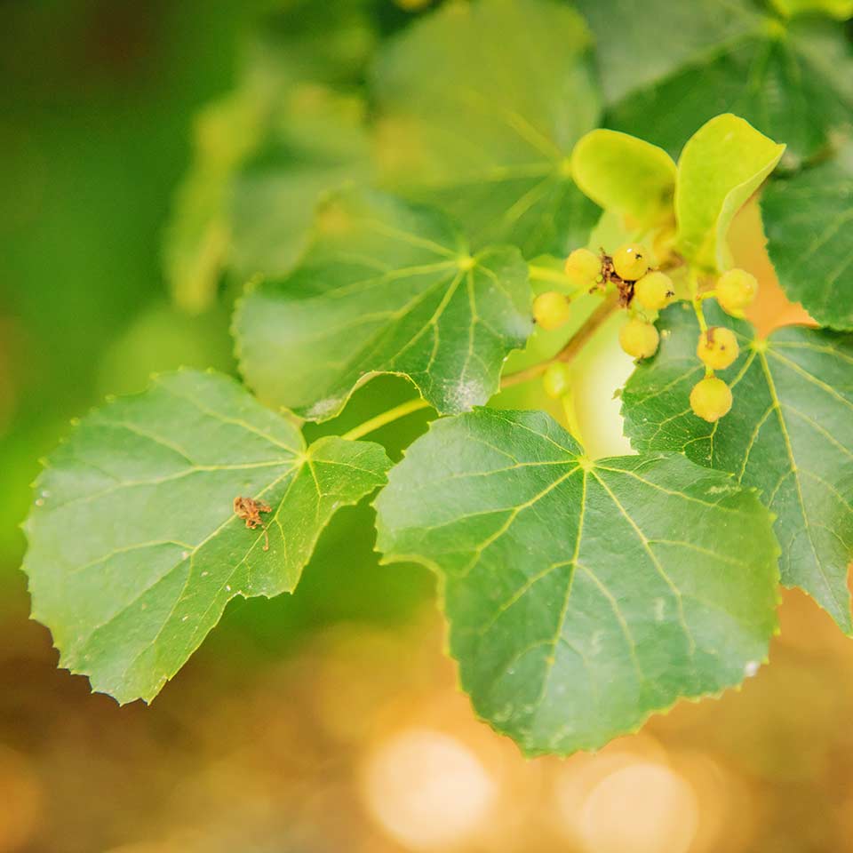 Linden tree, example of right tree for right place
