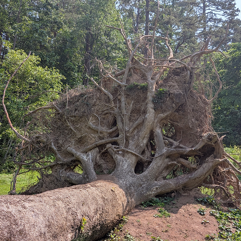 Tree fallen due to root zone damage from construction