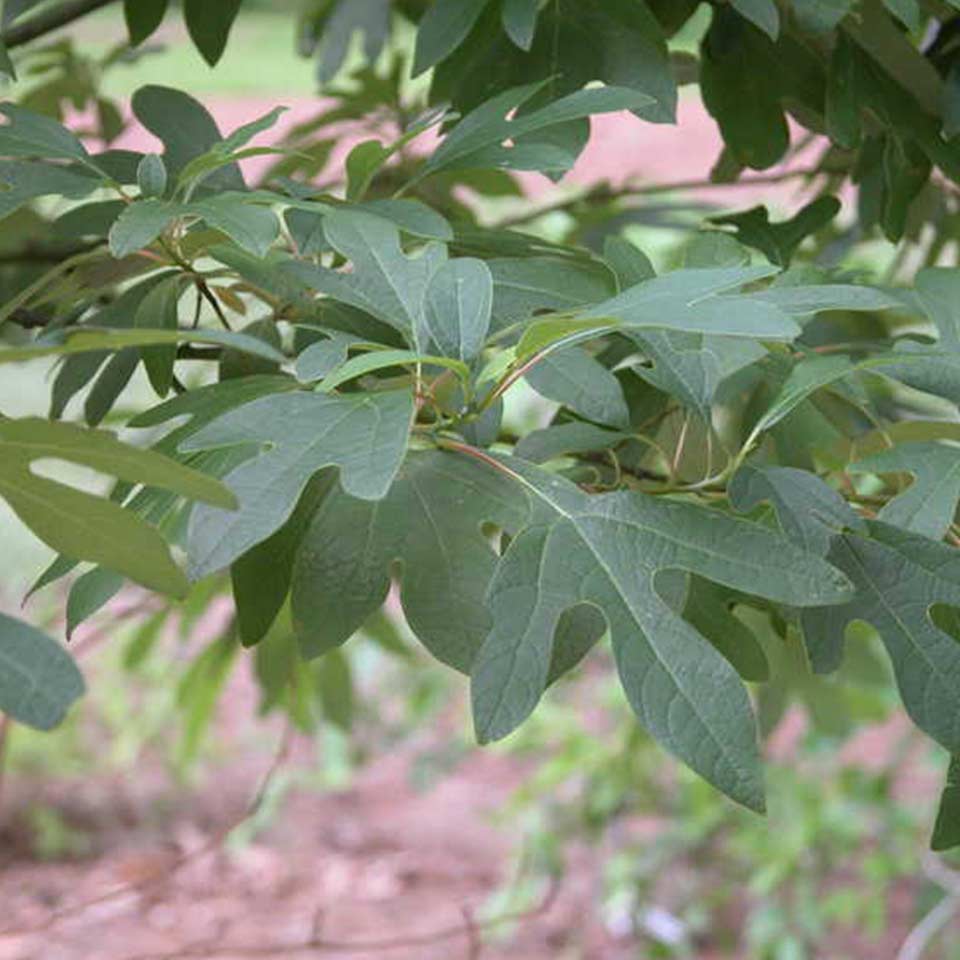Sassafras tree, native to North Carolina