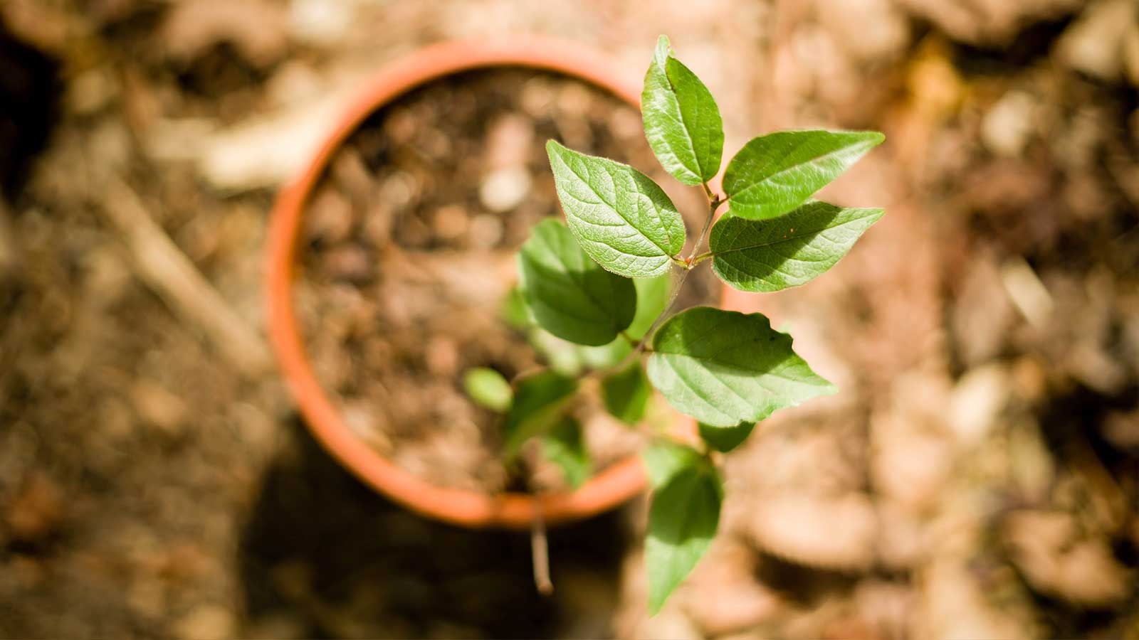 Native seed collection for Project Pando community nursery.
