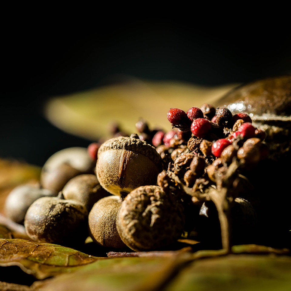 Native tree seeds collected for pocket forest planting
