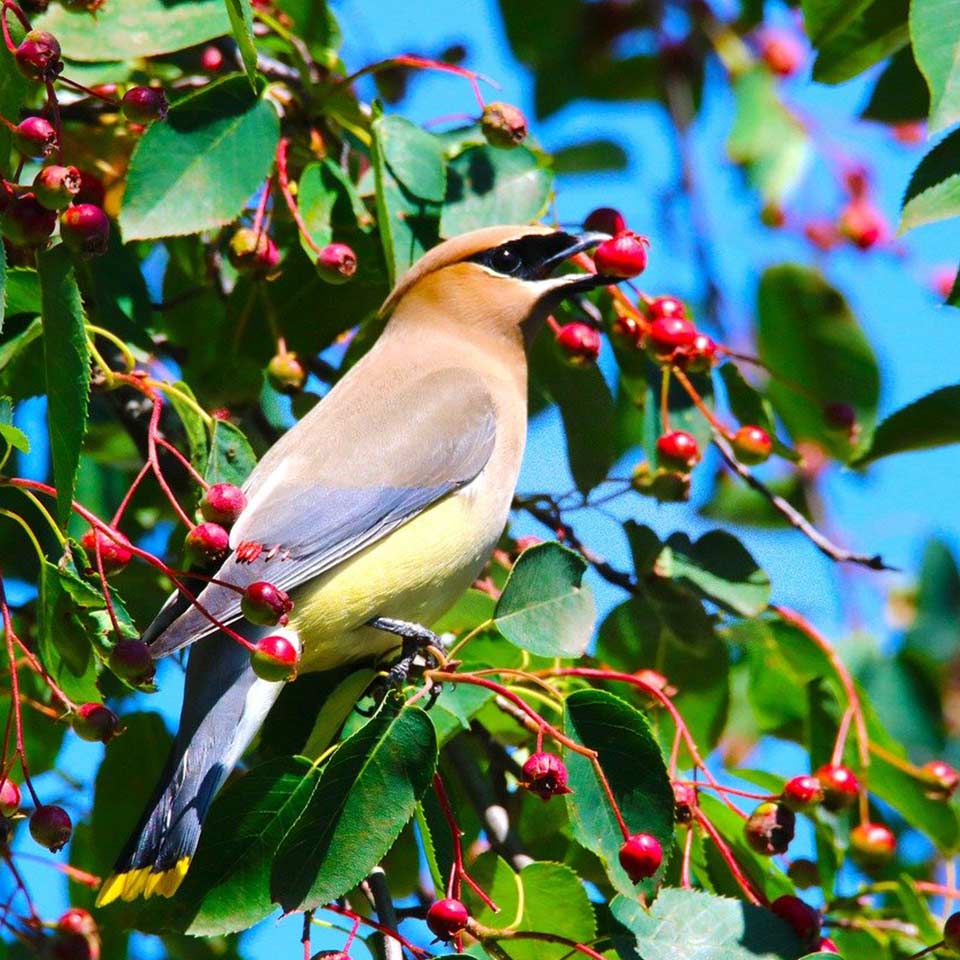 Serviceberry tree with ripe berries