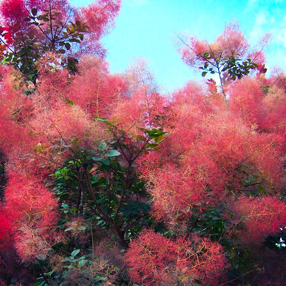 Smoketree (Cotinus obovatus), drought resistant