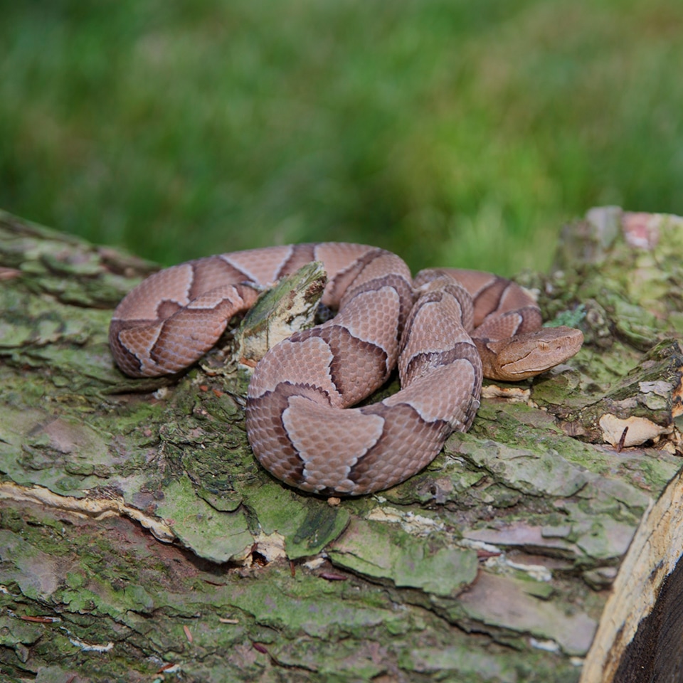 Eastern copperhead snake, native to North Carolina