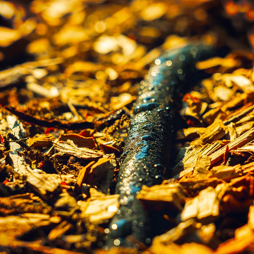 Soaker hose used for watering trees