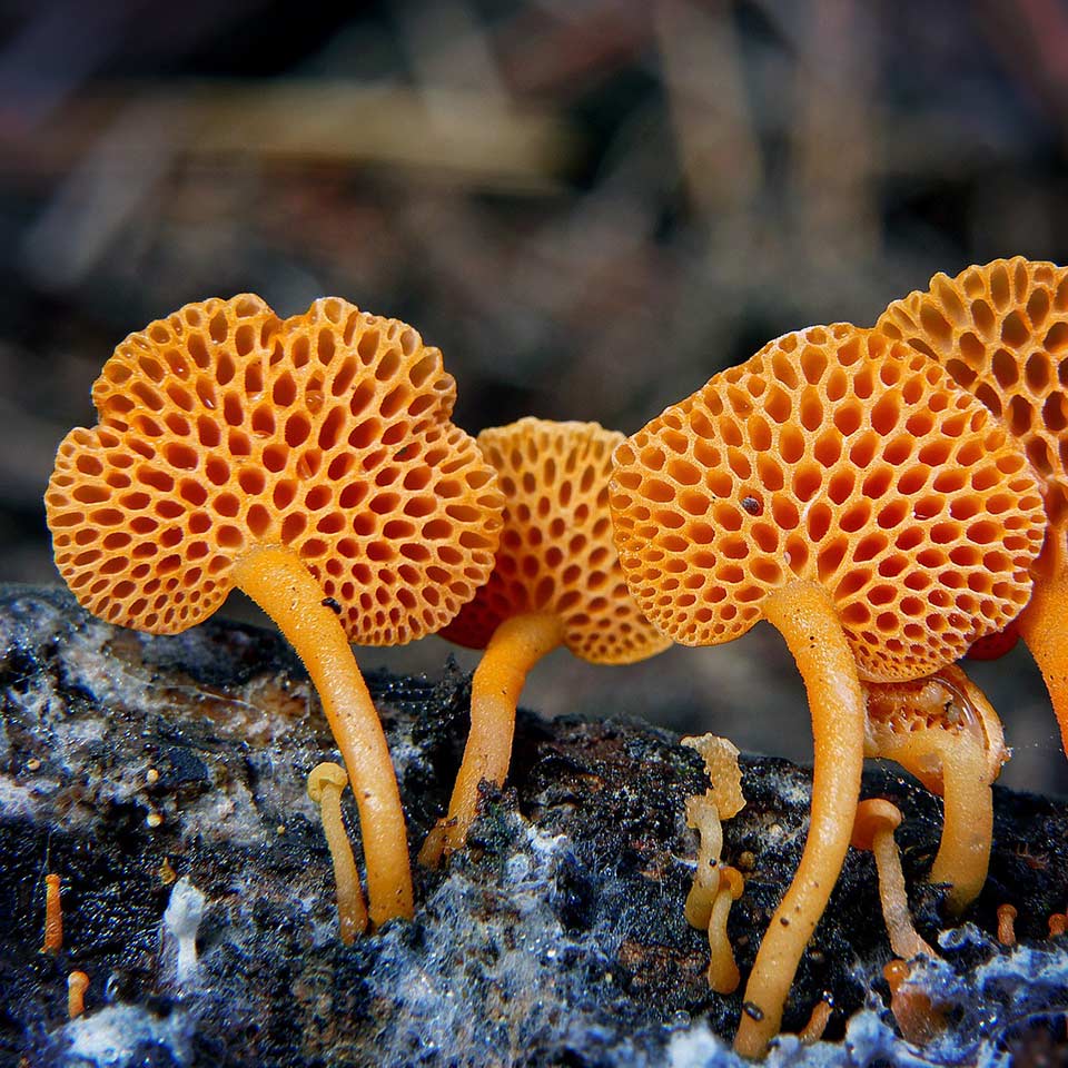 Soil improvement with visible mushrooms, healthy soil