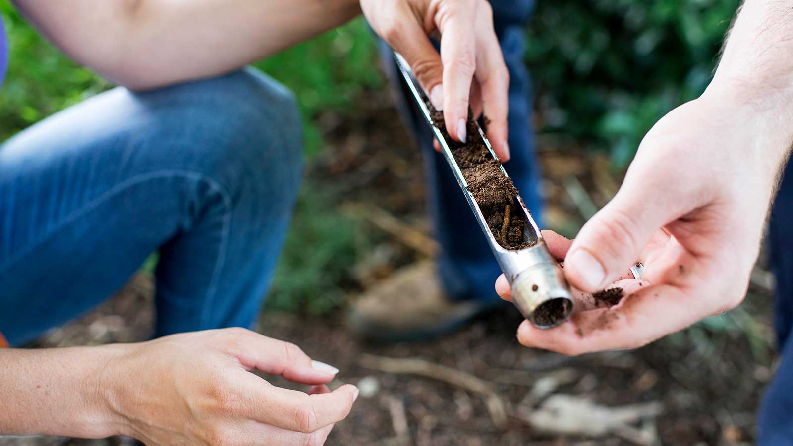Soil test kit and healthy green plant in garden soil
