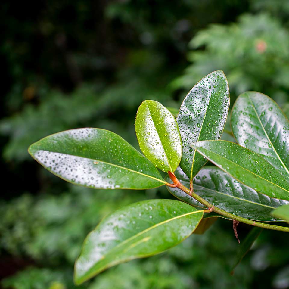 Soil test for planting site