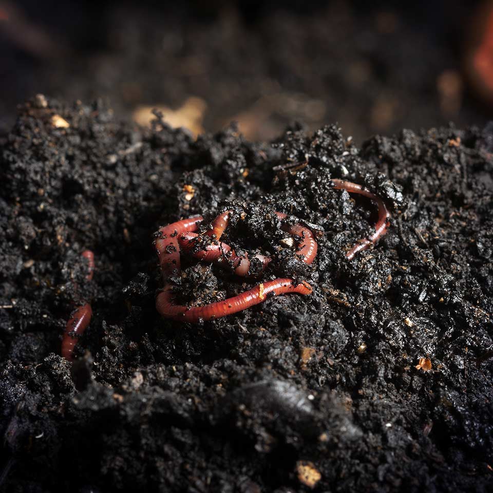 Soil with earthworms, showing healthy soil life for insects