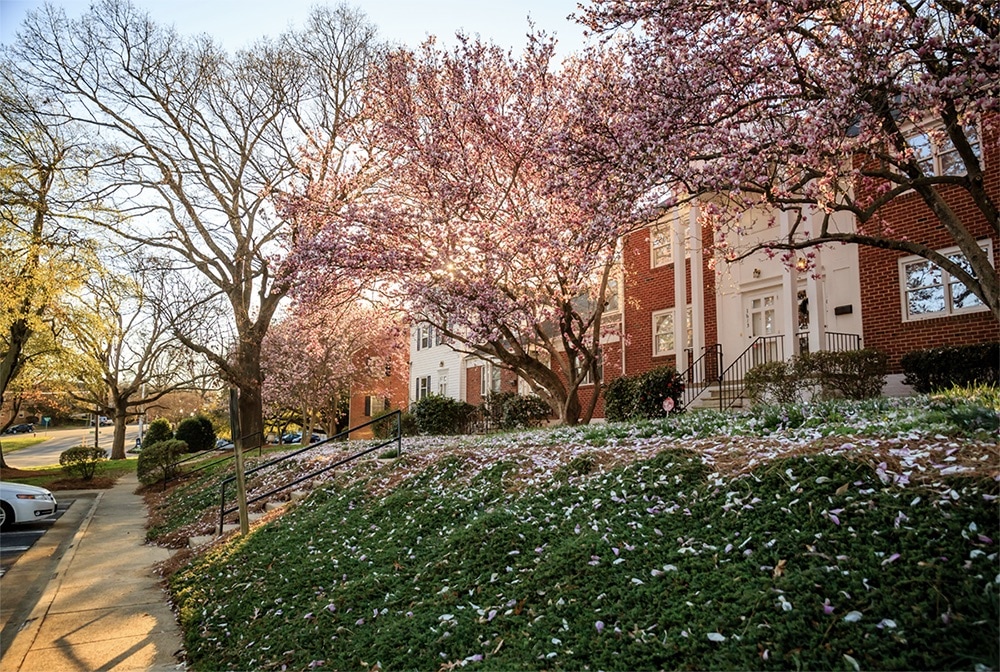 magnolia trees with petals on the ground