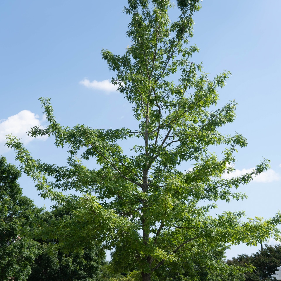 Tree after structural pruning, healthy branch structure