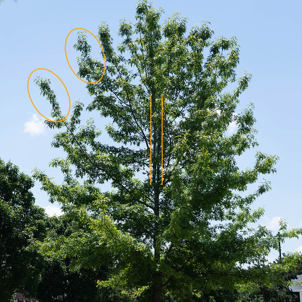 Red Oak before pruning, showing multiple trunks and crowded branches