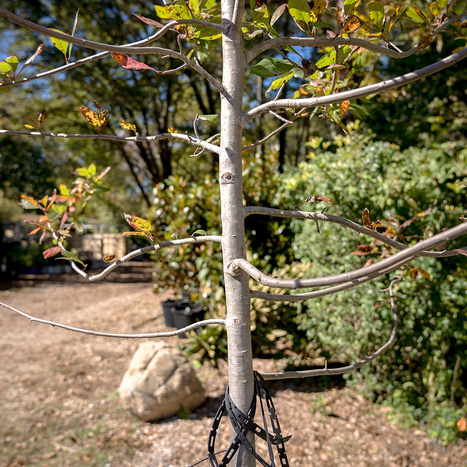 Tree with evenly spaced branches after pruning