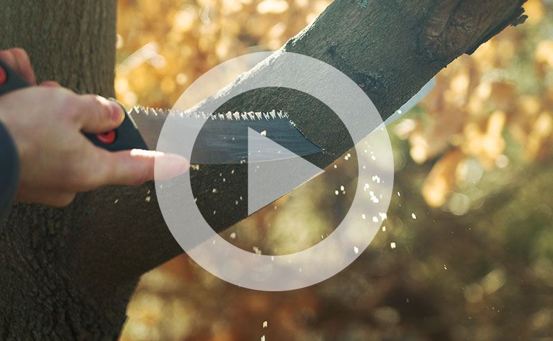 Arborist pruning a young red oak for healthy structure