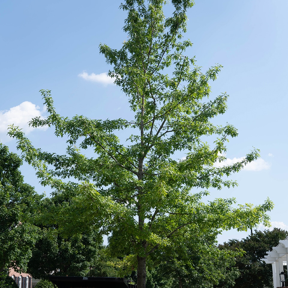 Young tree with a single upright trunk after structural pruning