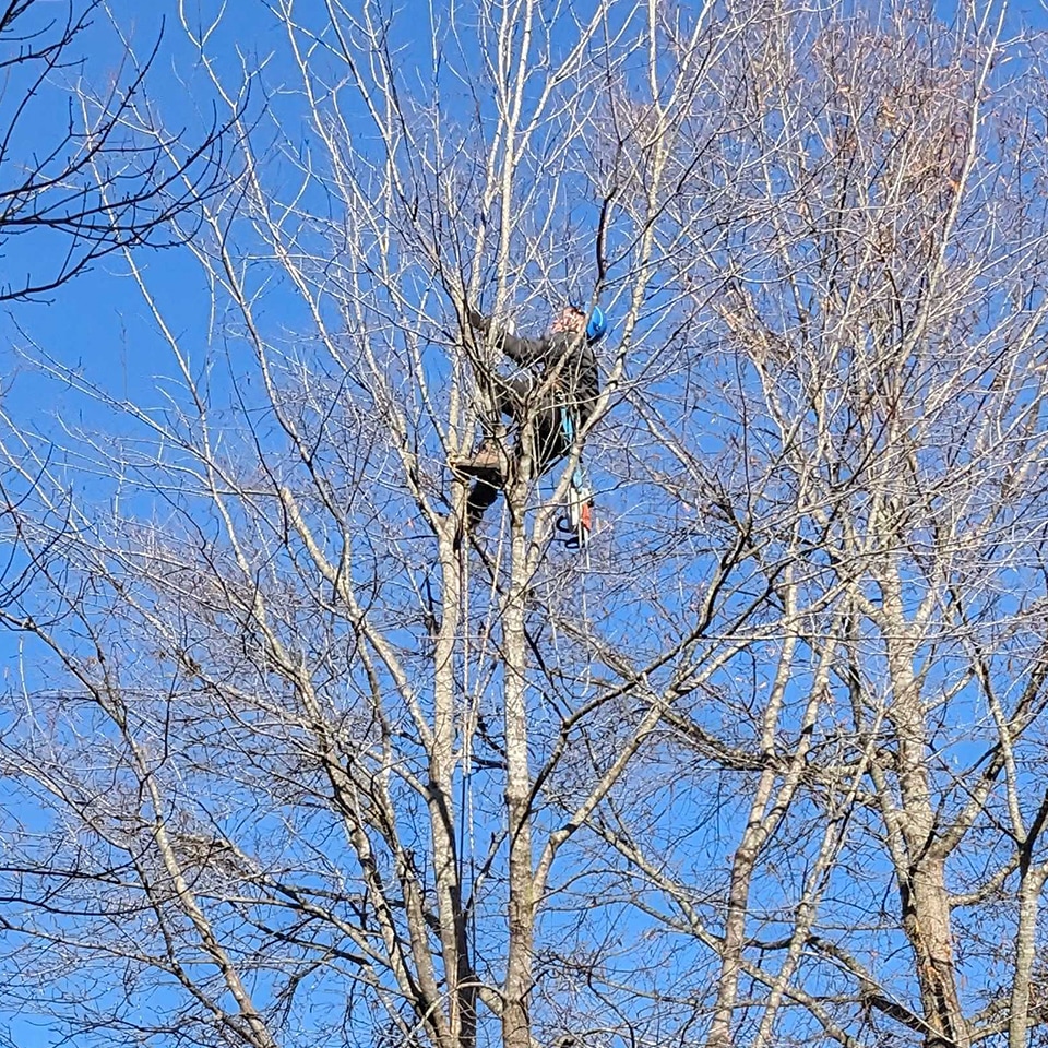 We started 2023 off with lots of structural pruning.