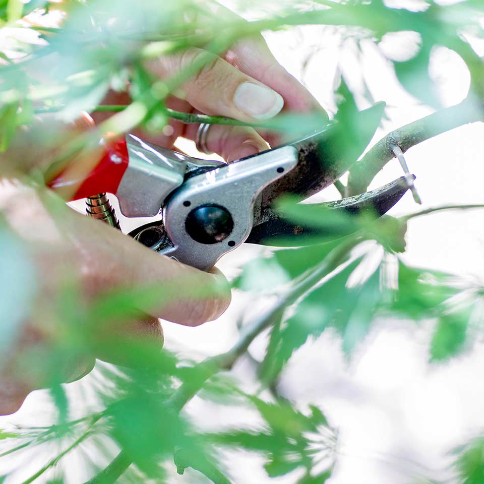 Person gardening among trees, reducing dementia risk