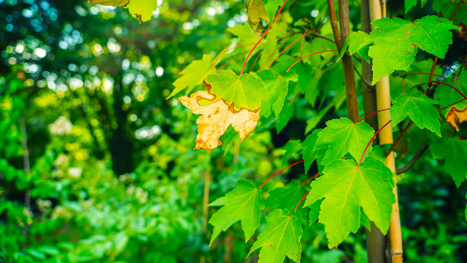 Tree showing signs of drought stress and water deficiency.