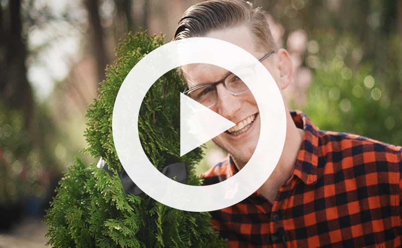 A humorous dating app interface for trees, featuring Timber app branding.