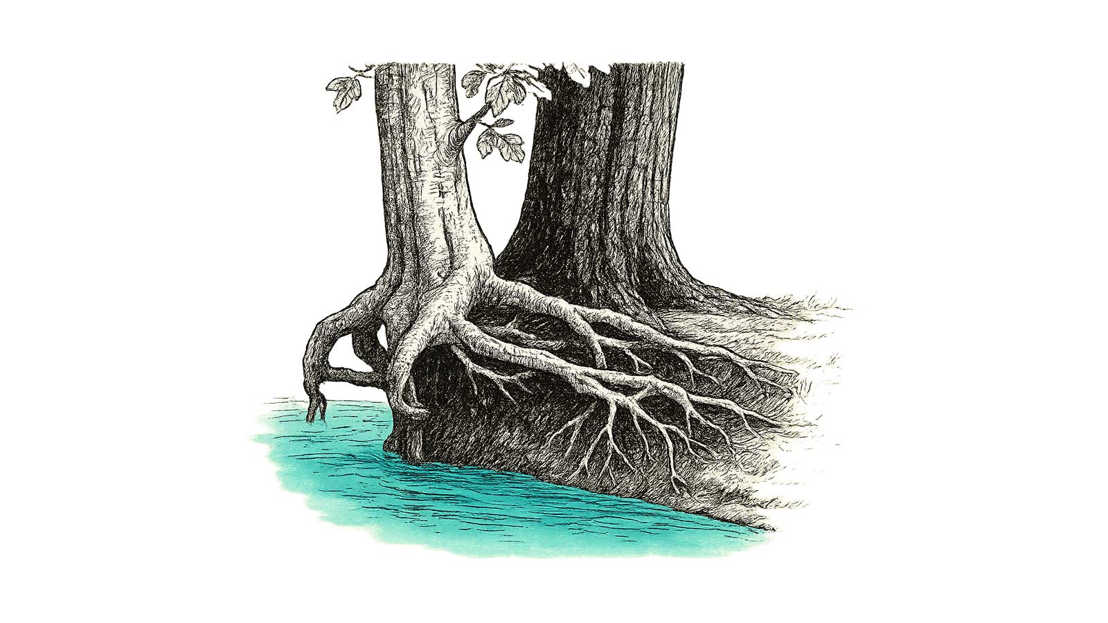 Tree with roots exposed from a river current and it's holding on to a tree next to it