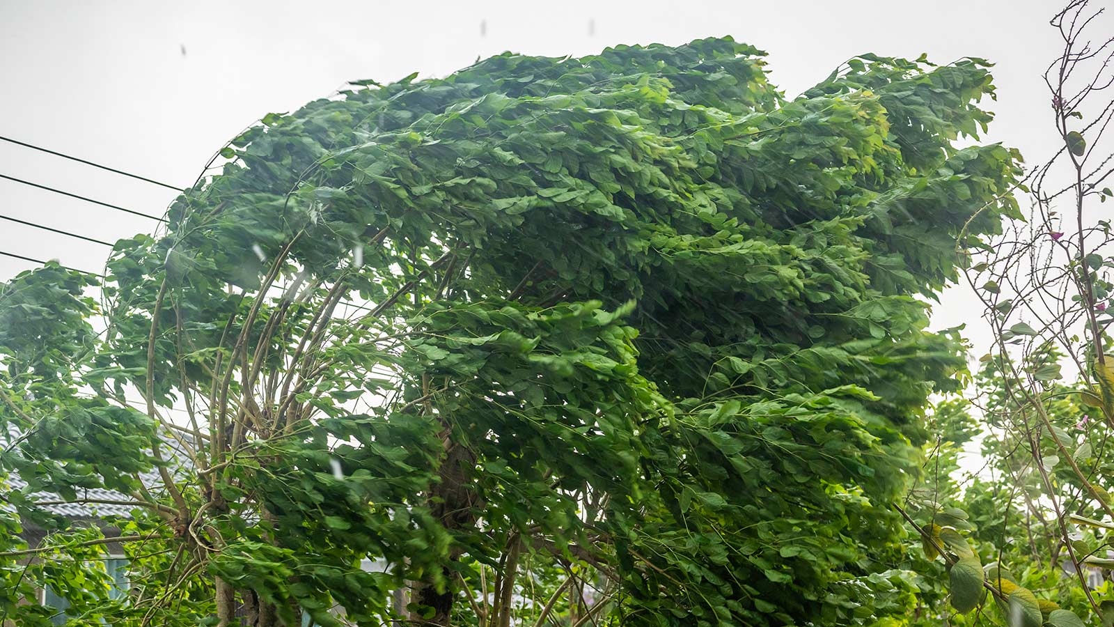 Tree swaying in strong winds during storm