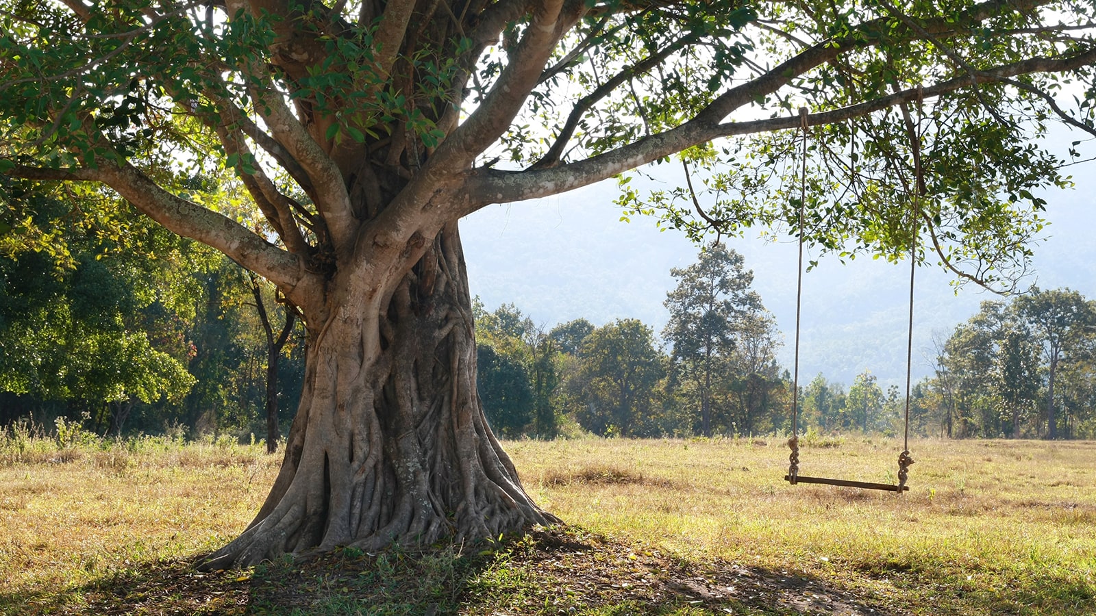 Tree swing hanging from a healthy tree in a field