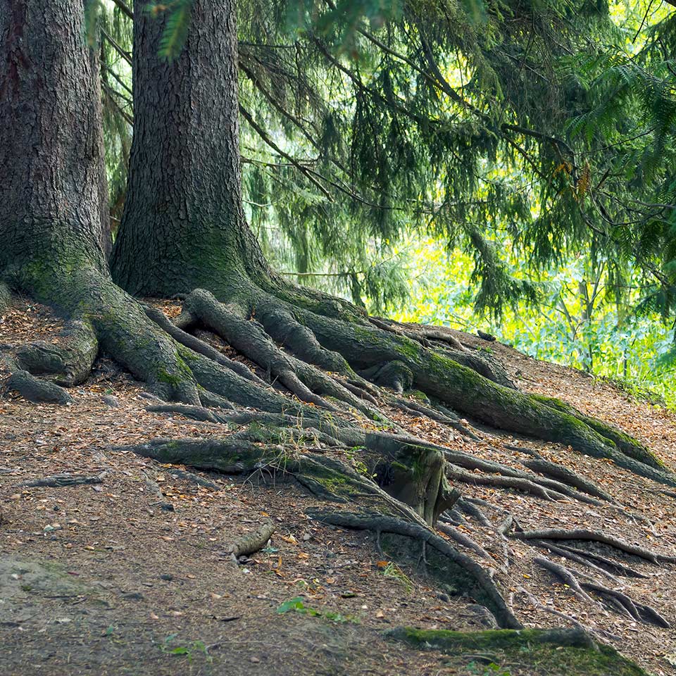 Exposed tree roots under potential swing location