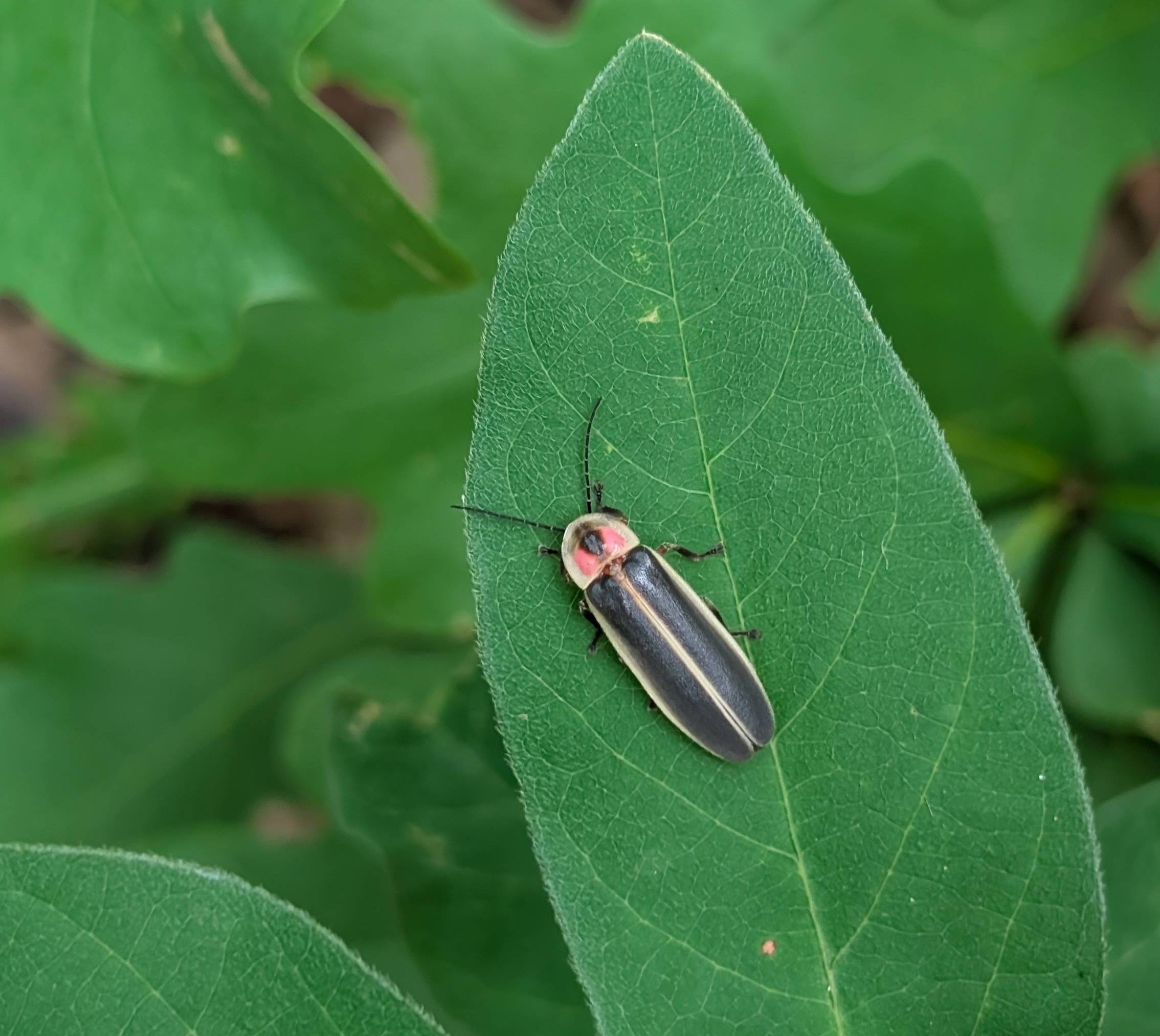 big dipper firefly on a leaf