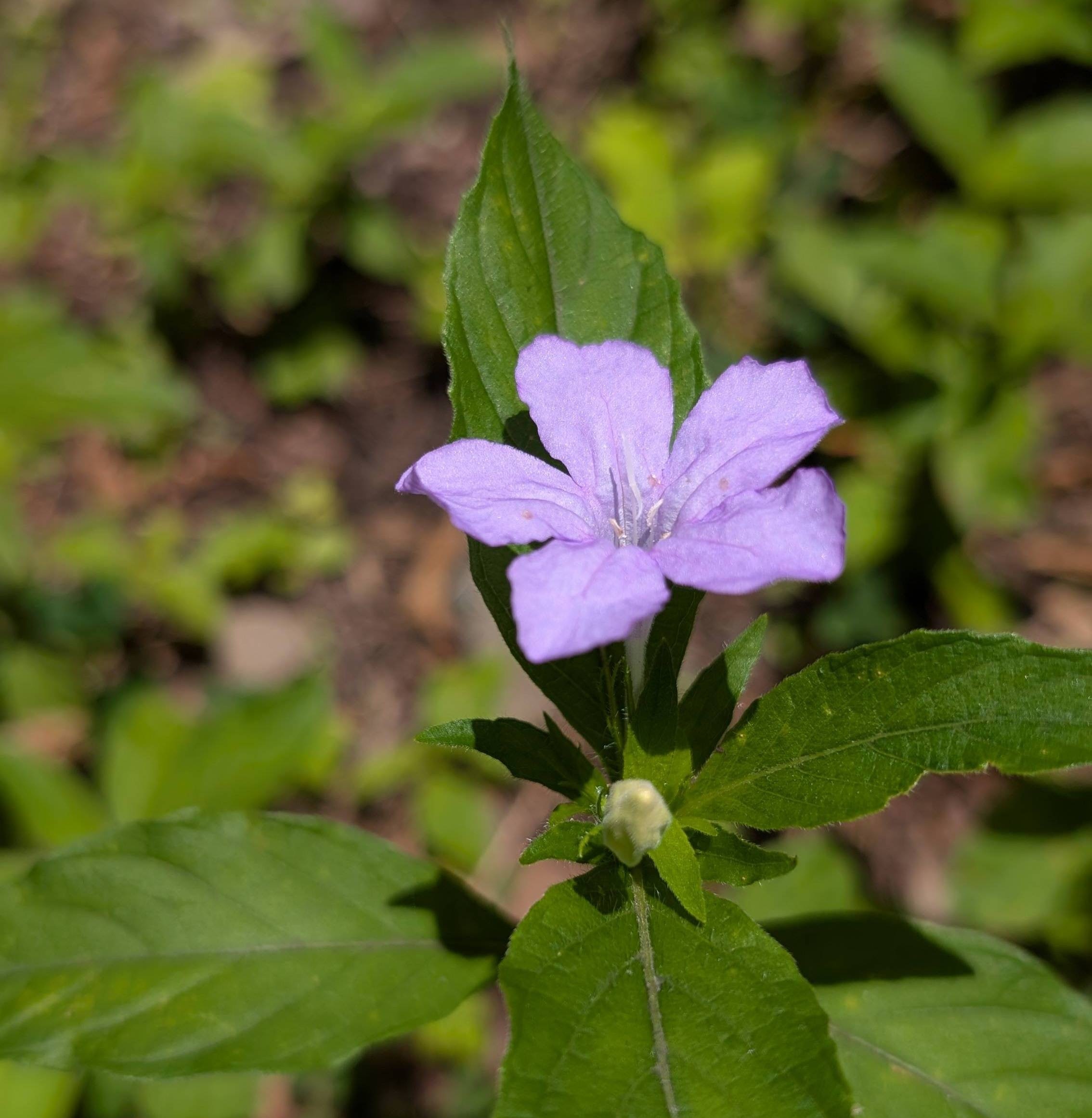 wild purple petunia