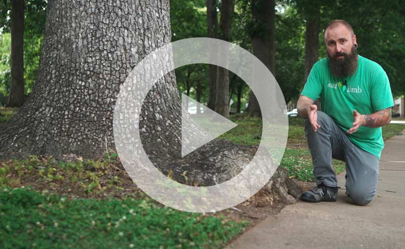 Tree roots growing underground, not damaging pipes
