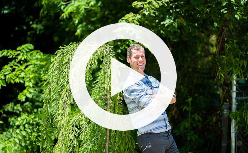 Healthy trees showing good structure and vibrant foliage.