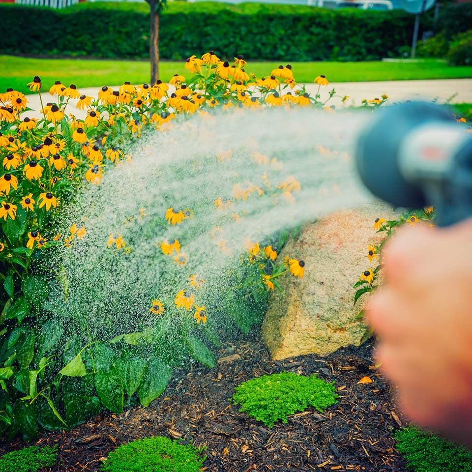 Watering hose irrigating young tree