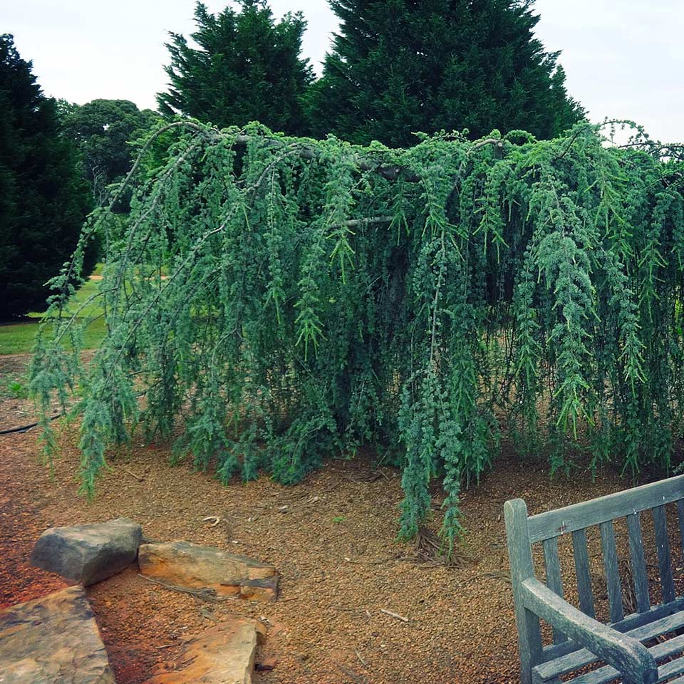 Weeping cedar tree recommended for right place