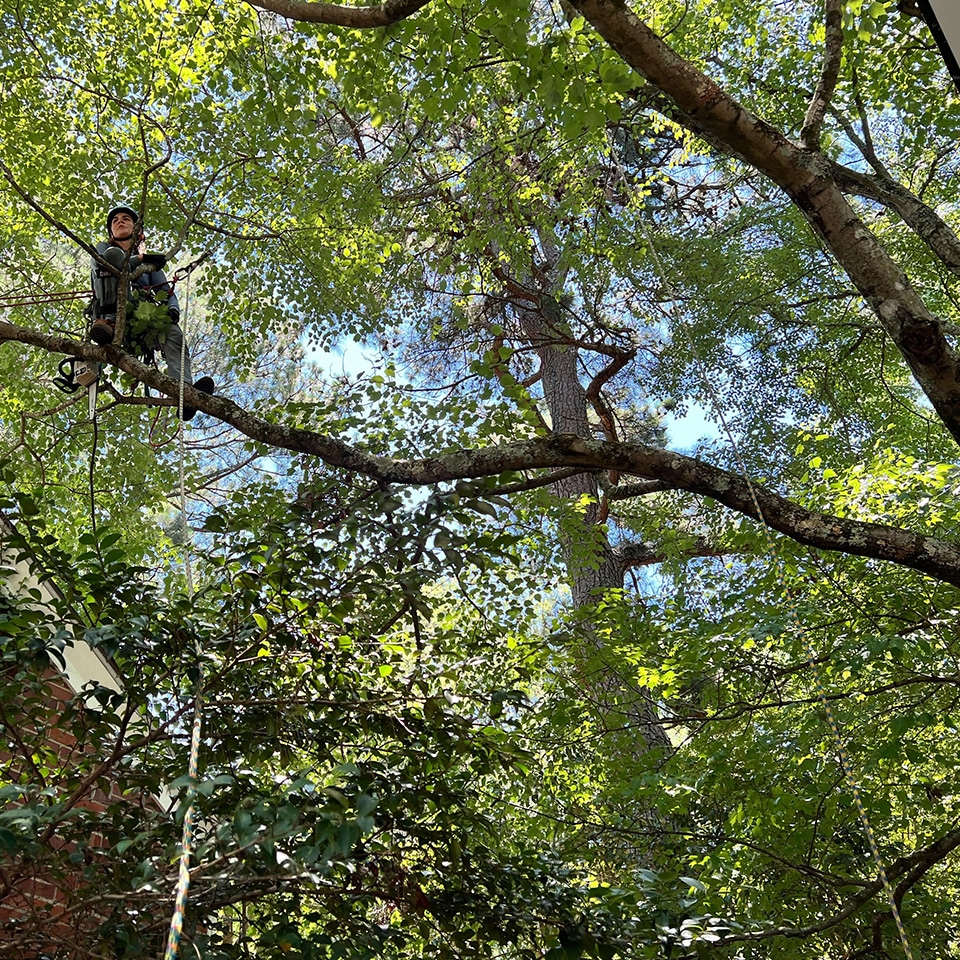 We went to great lengths to care for trees (and make them stronger with structural pruning).