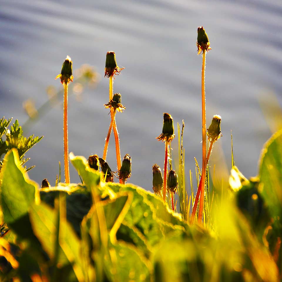 Wood chips suppressing weed growth
