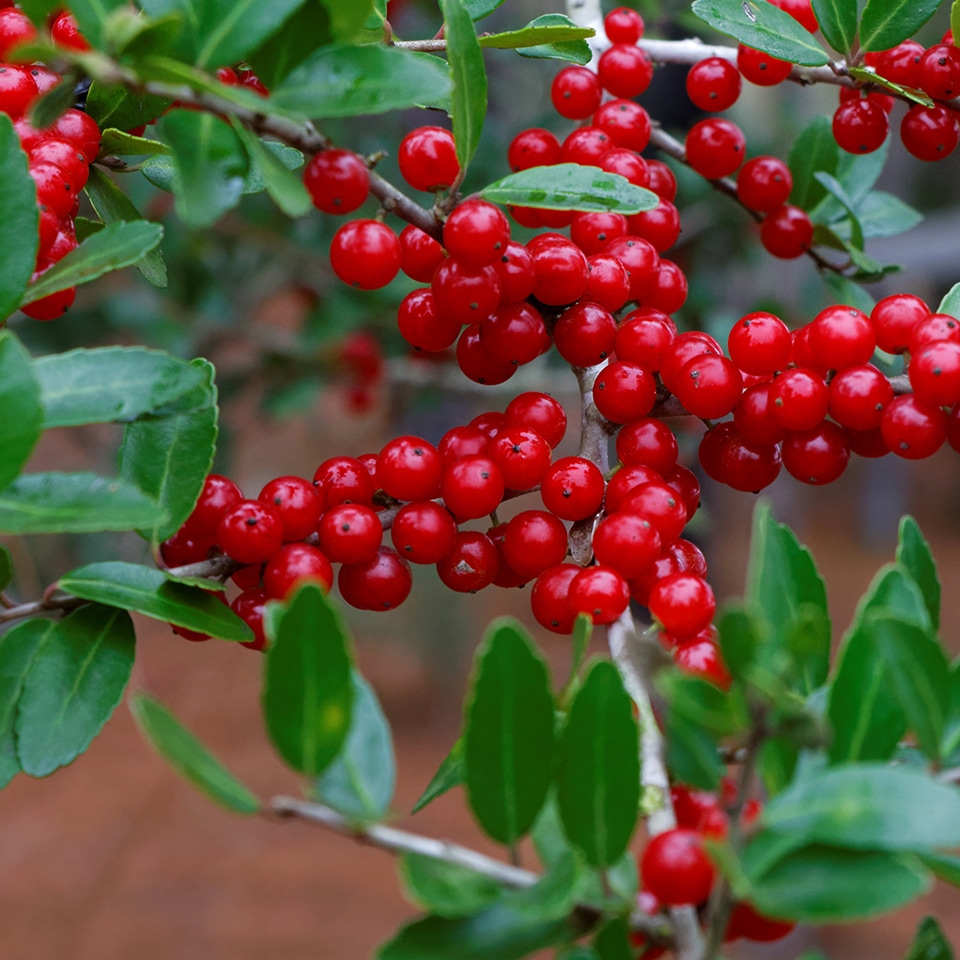 Yaupon holly shrub with red berries